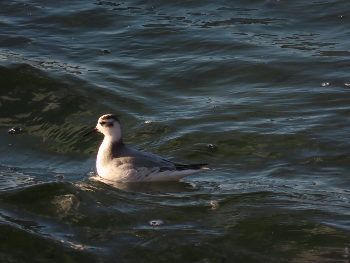 灰瓣足鷸 - ML645724019