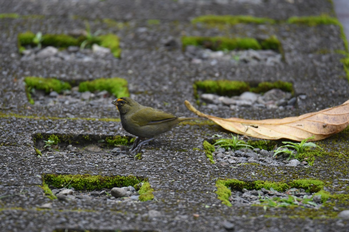 Yellow-faced Grassquit - ML645724024