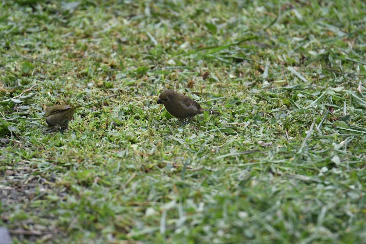 Variable Seedeater - ML645724040