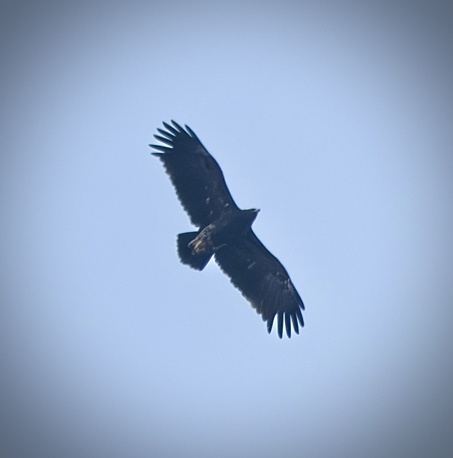 Greater Spotted Eagle - ML645724042