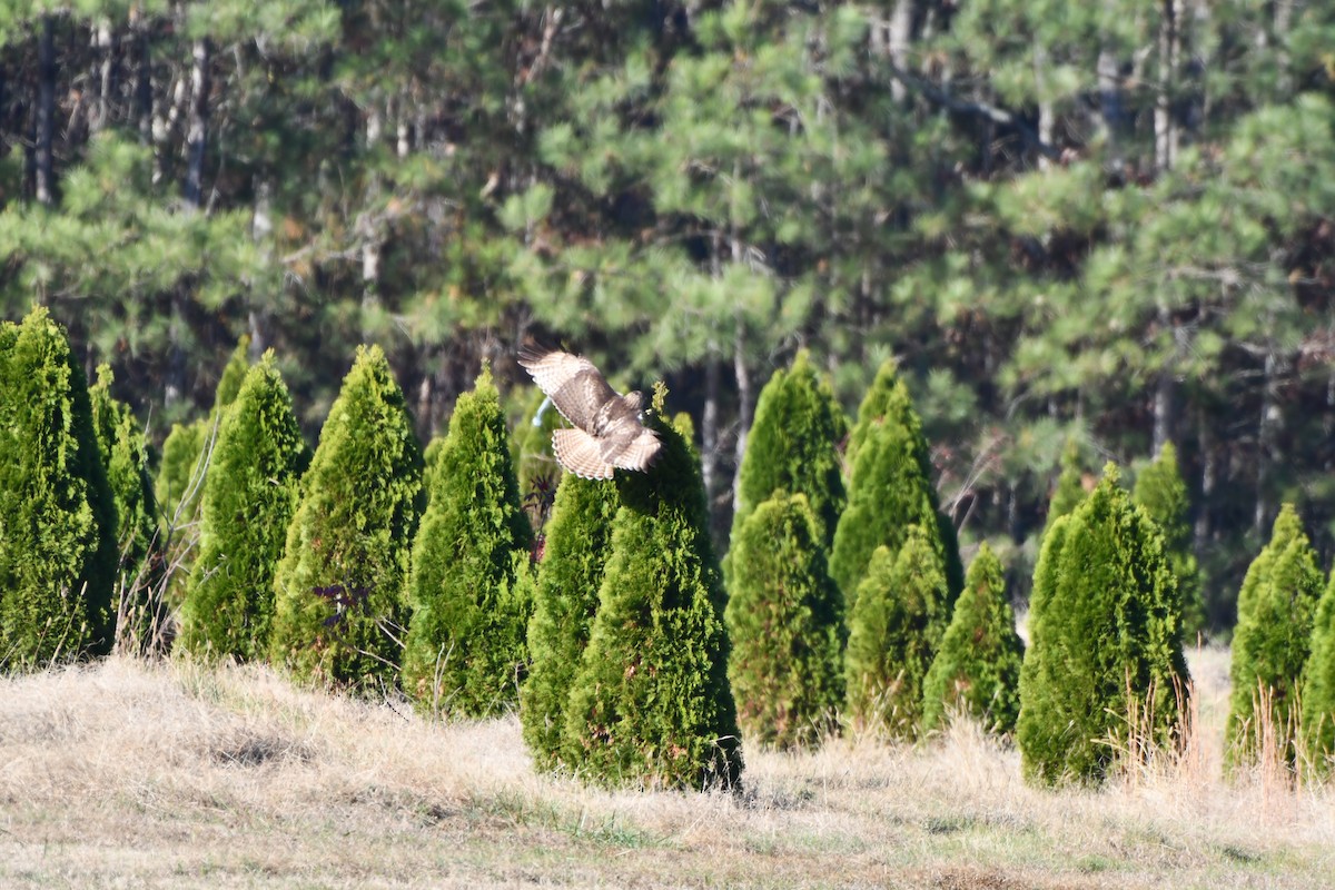 アカオノスリ - ML645724044