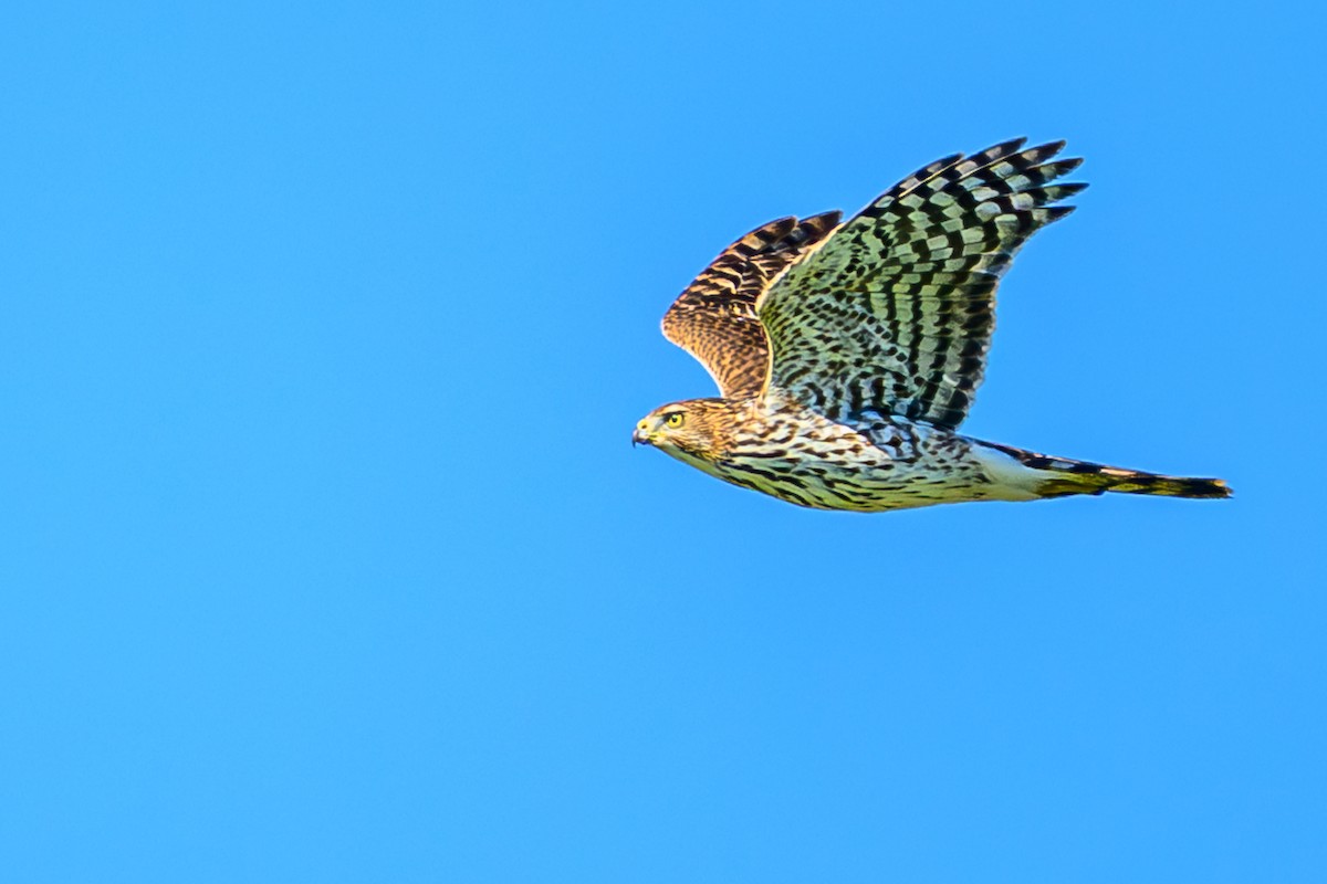 Cooper's Hawk - ML645724051