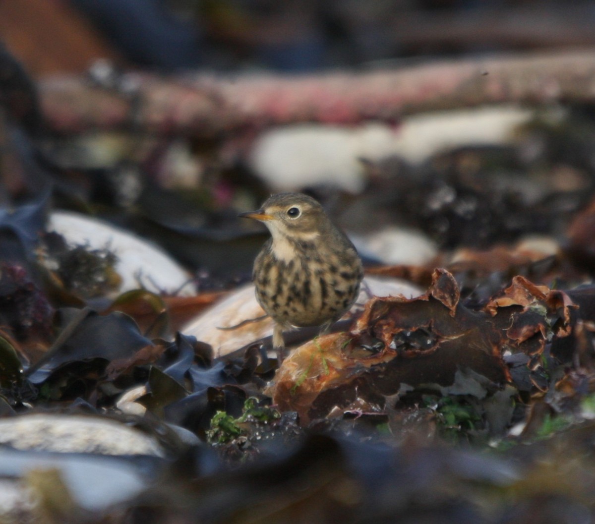 Amerikapieper - ML645724054