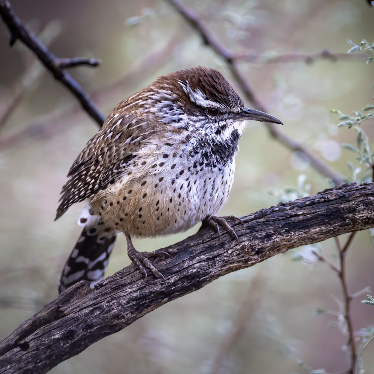 Cactus Wren - ML645724057