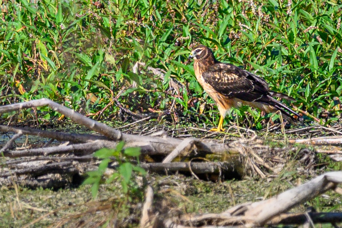 Northern Harrier - ML645724082