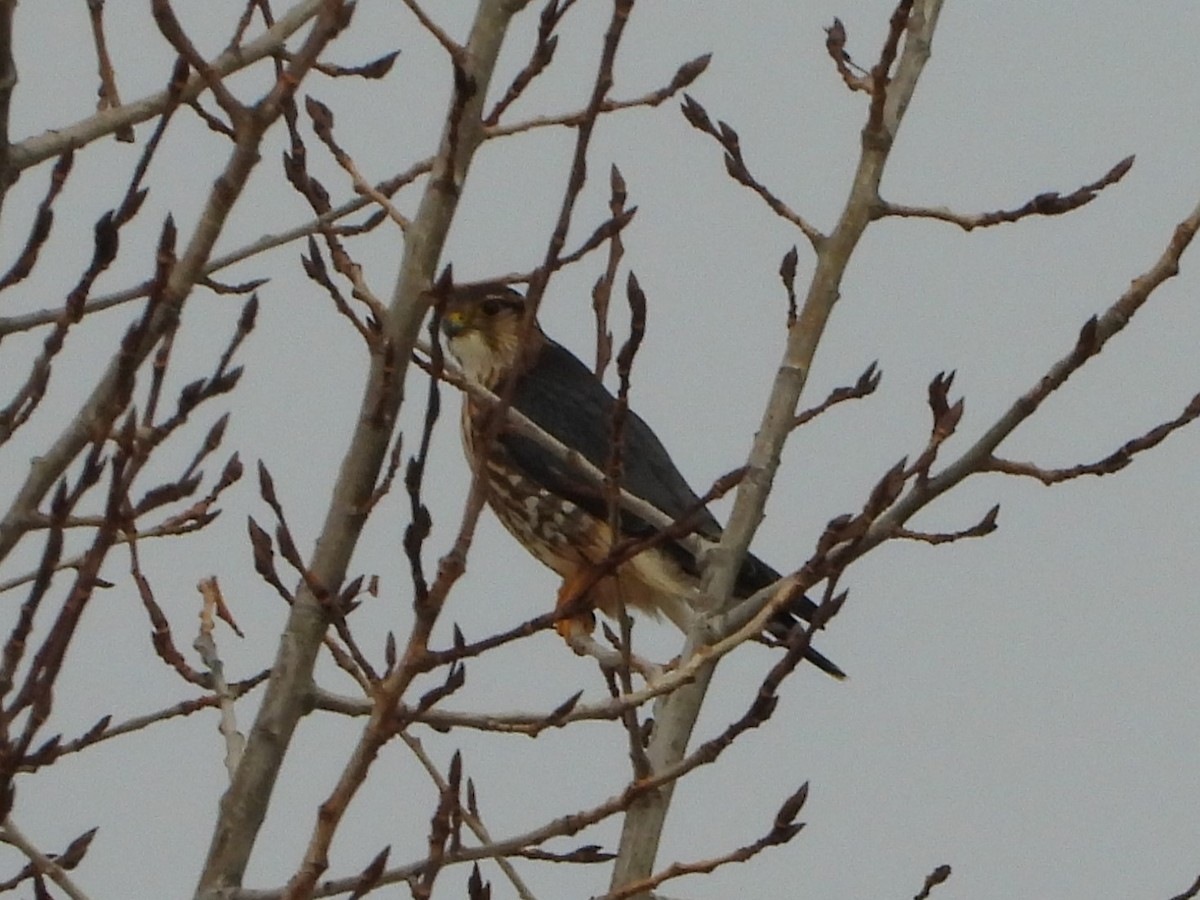 Хайргууна шонхор - ML645724090