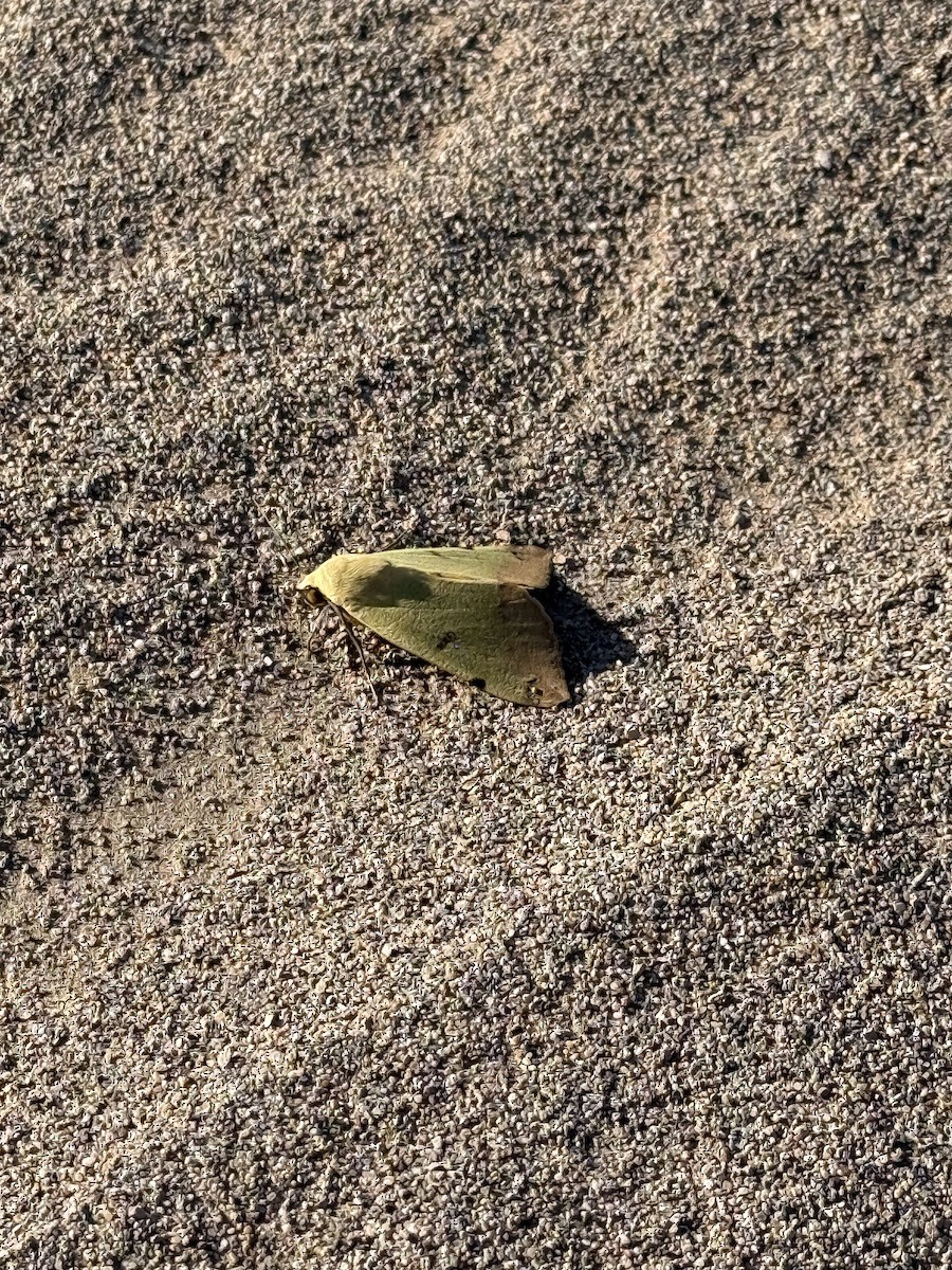 Insects - ML645724091