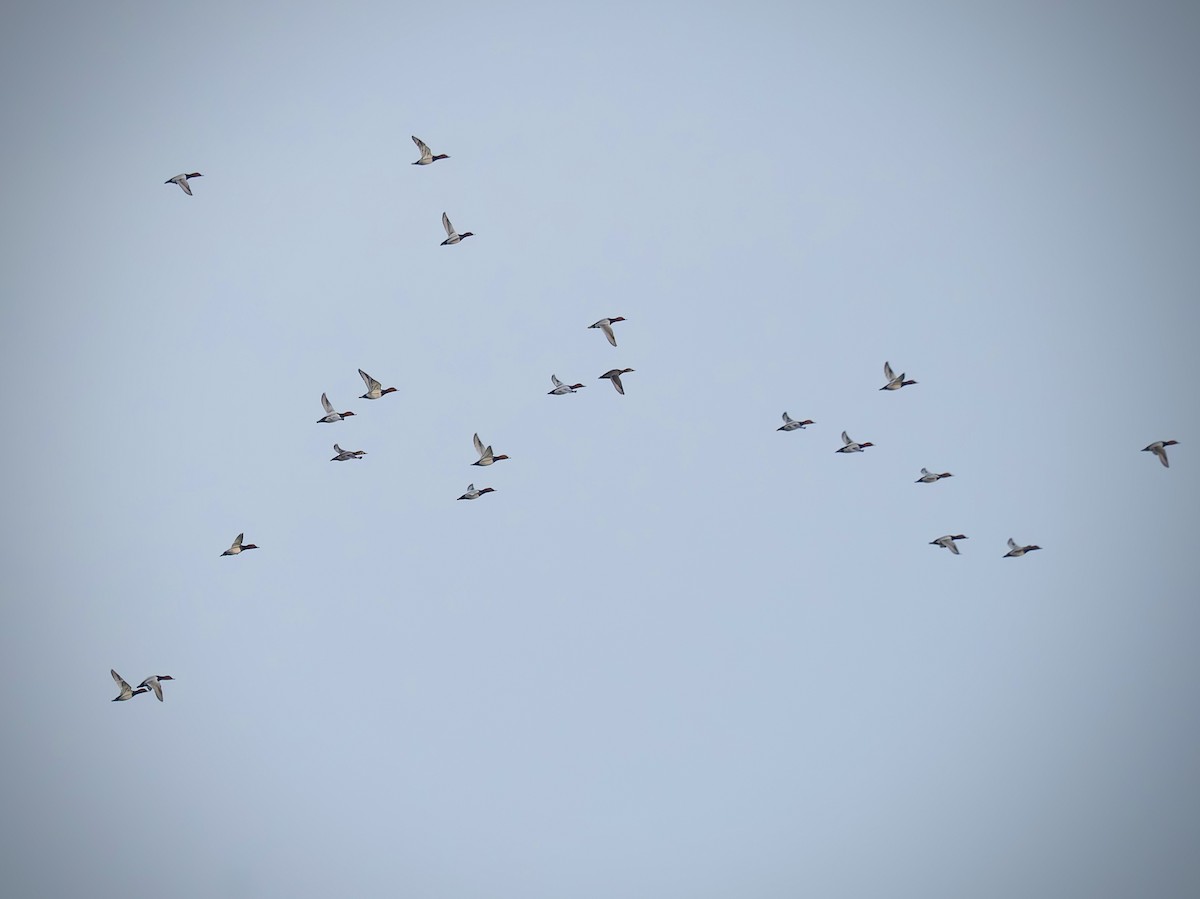 Common Pochard - ML645724094