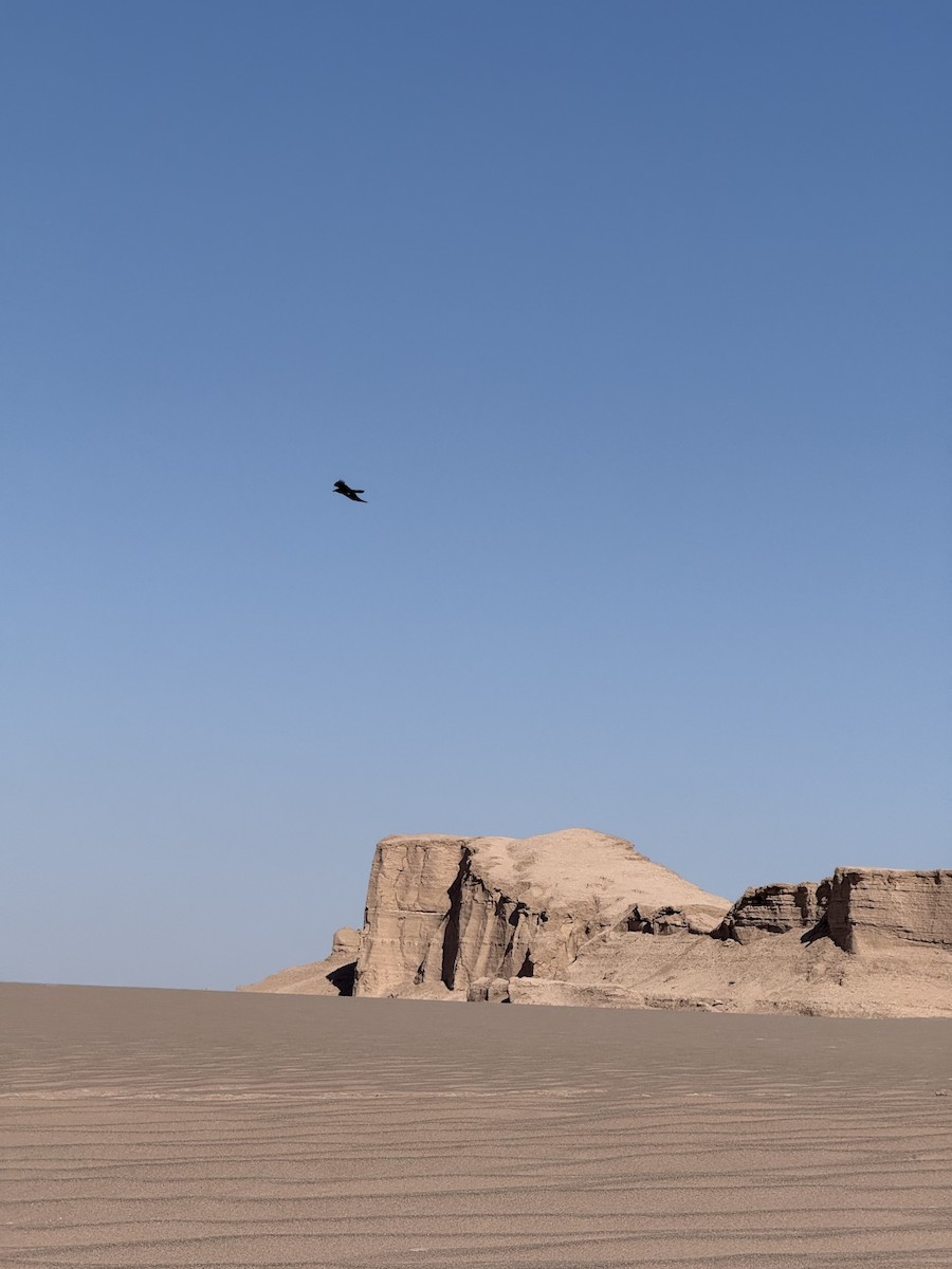 Brown-necked Raven - ML645724096