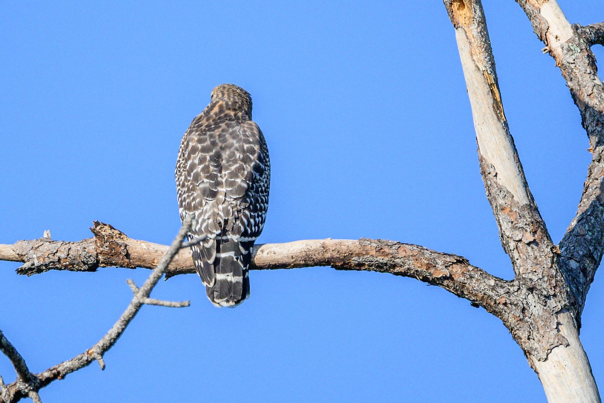 Red-shouldered Hawk - ML645724097