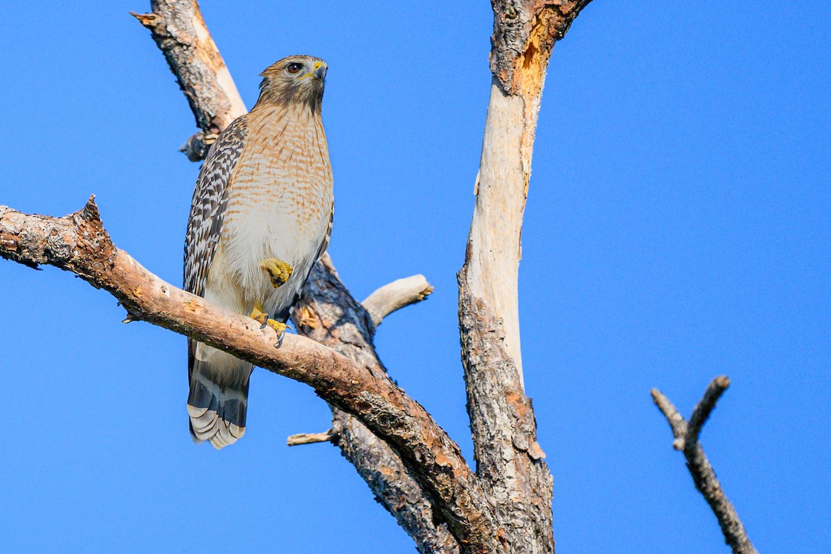 Red-shouldered Hawk - ML645724098
