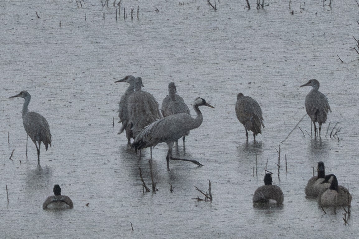 Common Crane - ML645724112