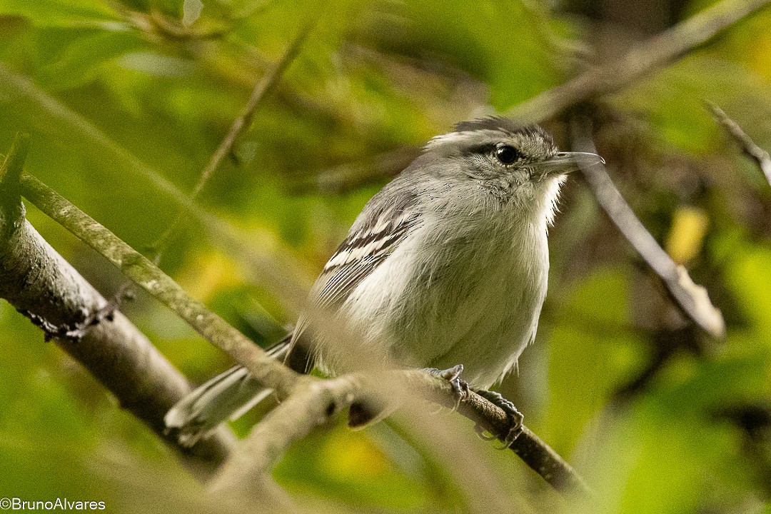 Kara Başlı Karıncaçıvgını - ML645724113