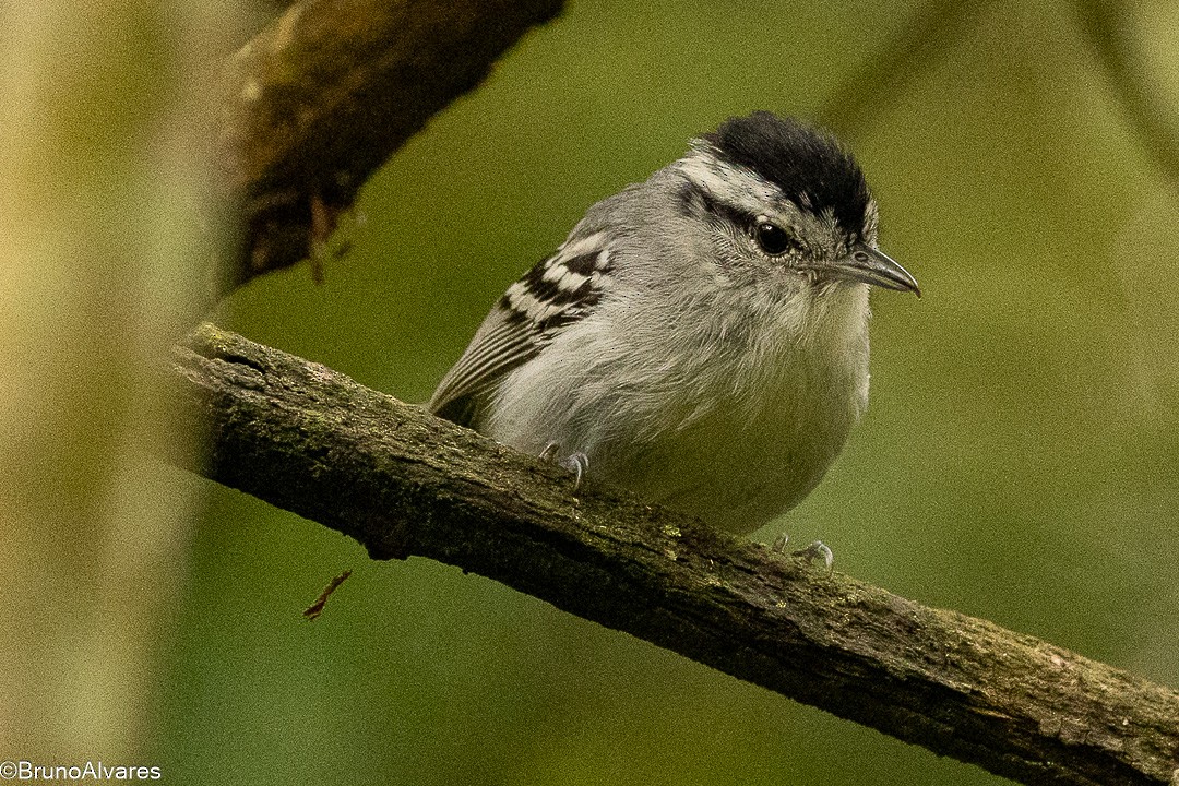 Kara Başlı Karıncaçıvgını - ML645724114