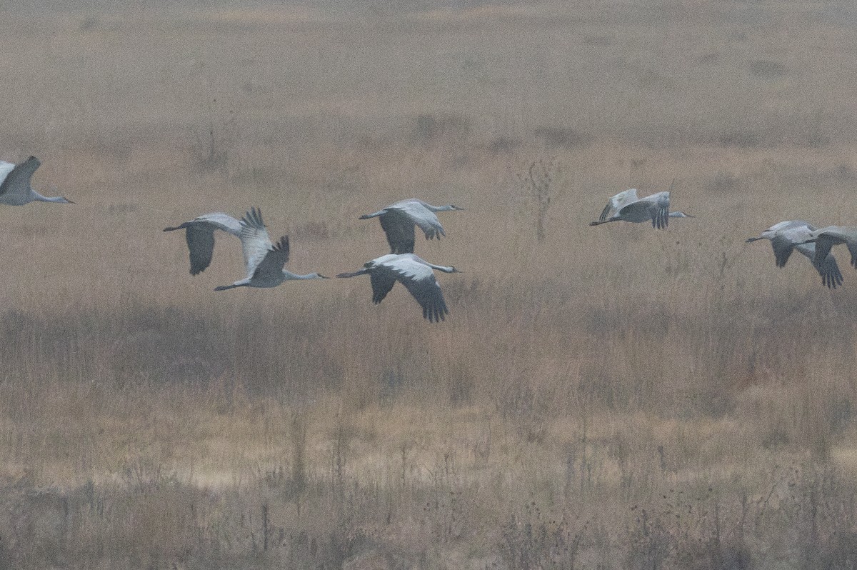 Common Crane - ML645724116