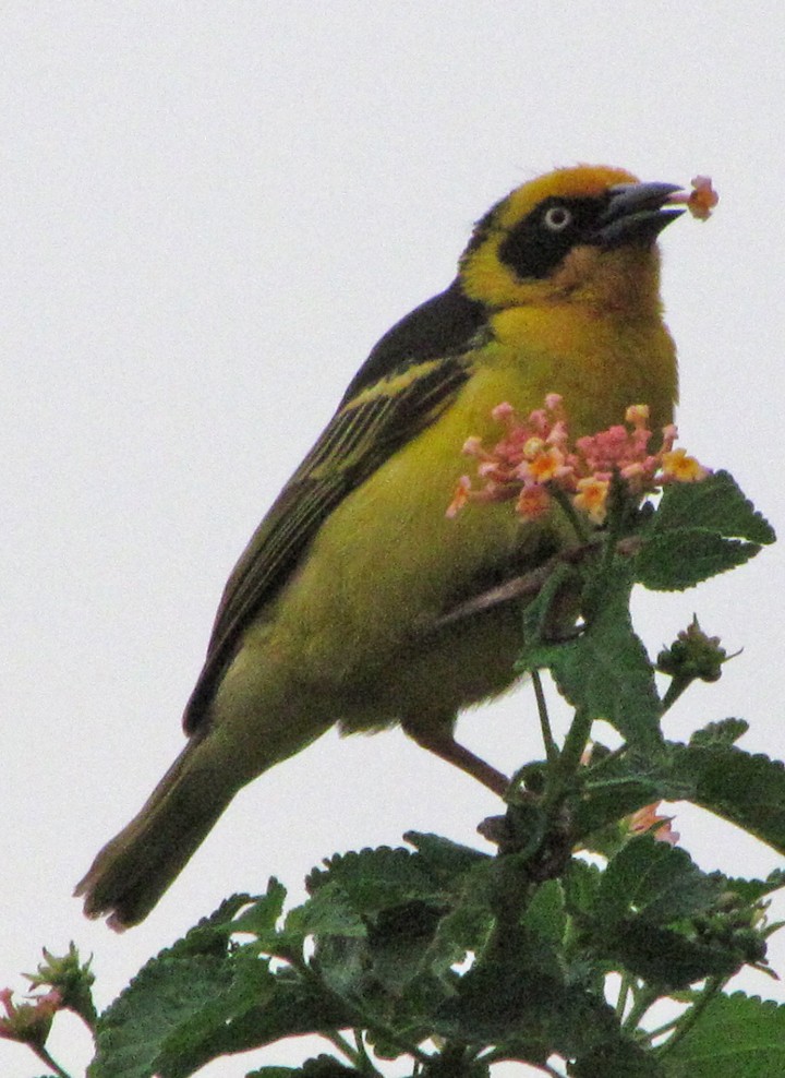 Tejedor Baglafecht - ML645724120