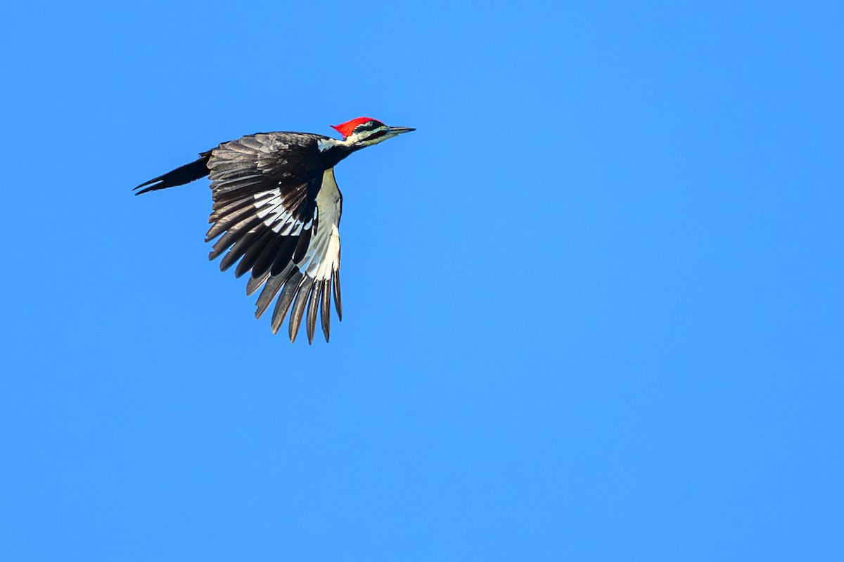 Pileated Woodpecker - ML645724130