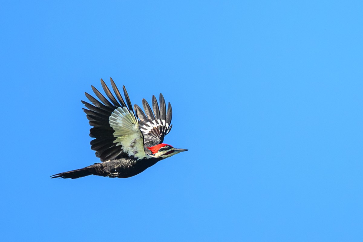 Pileated Woodpecker - ML645724132