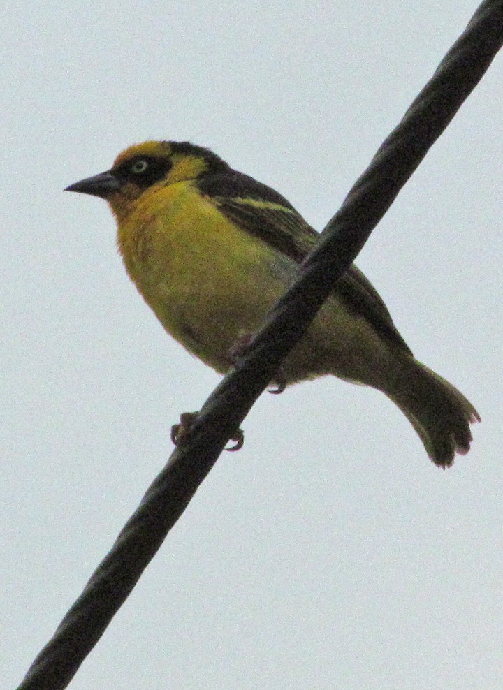 Tejedor Baglafecht - ML645724135