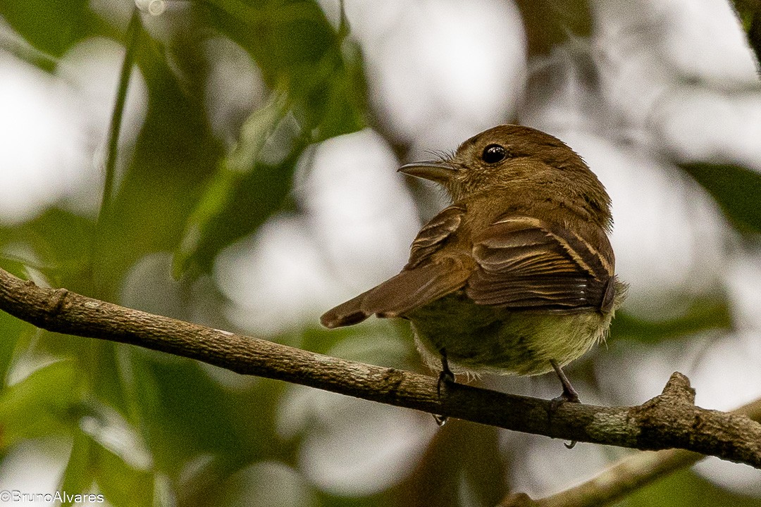 Euler's Flycatcher - ML645724136