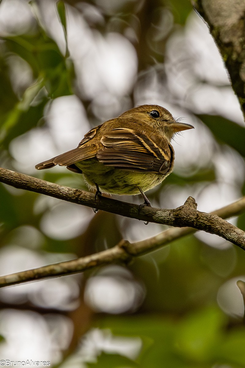 Euler's Flycatcher - ML645724137