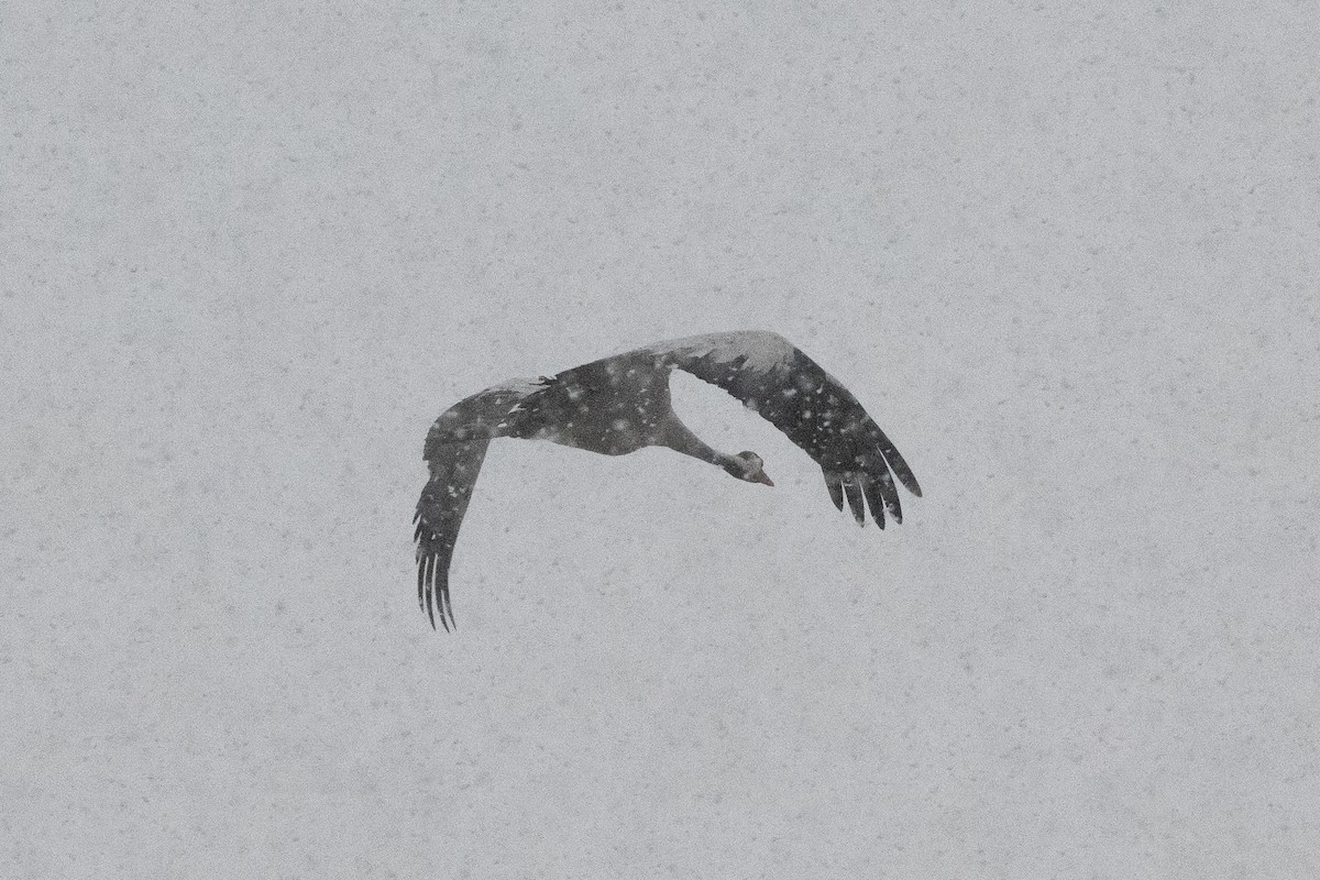 Common Crane - ML645724145