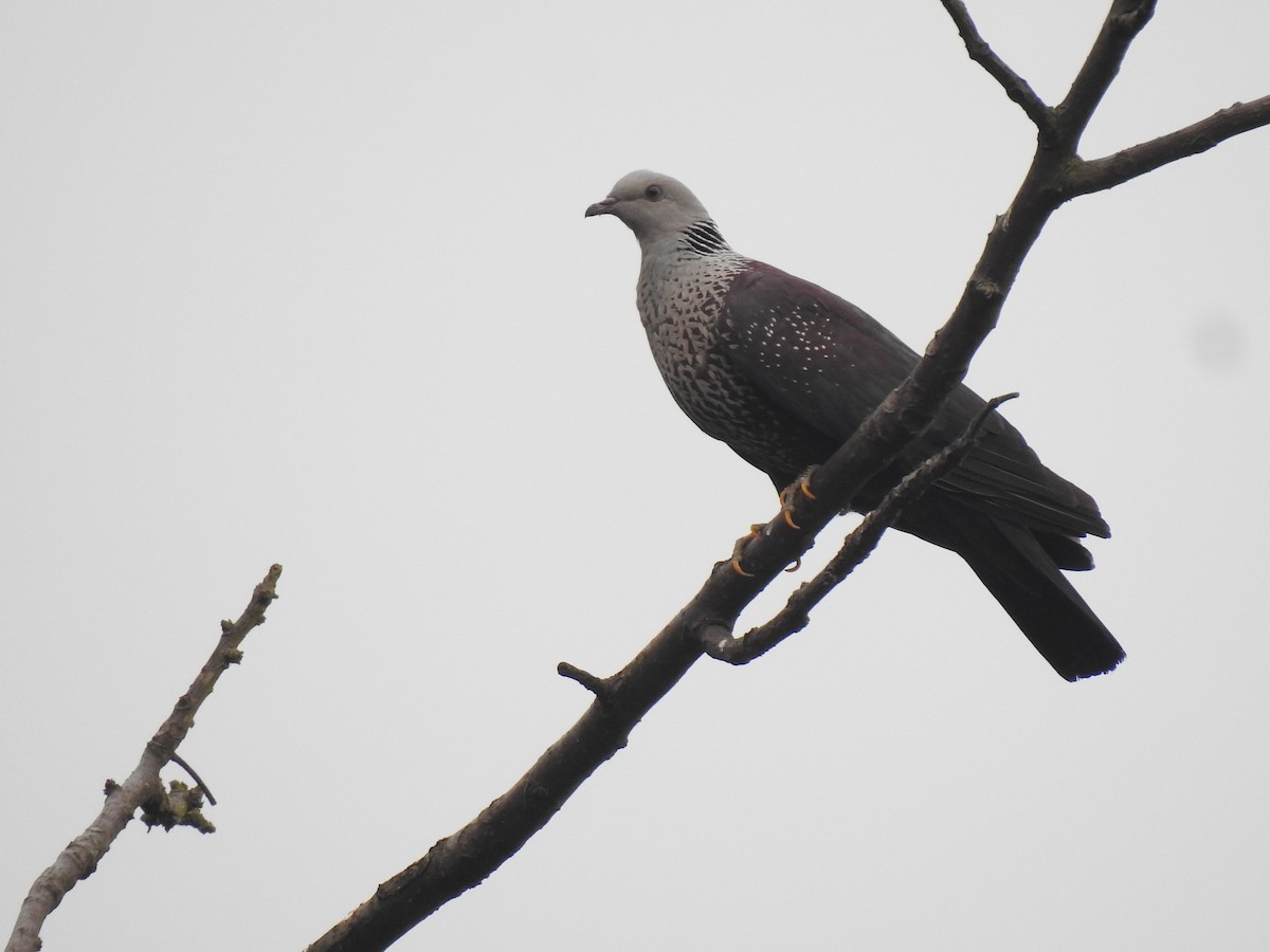 Speckled Wood-Pigeon - ML645724147