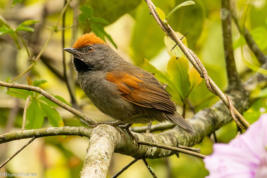 Spix's Spinetail - ML645724159