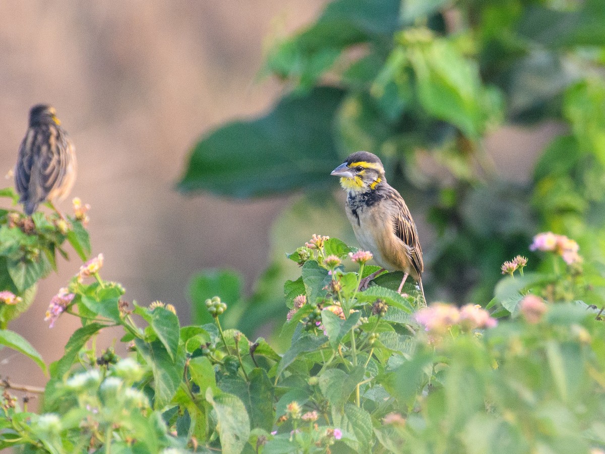 Black-breasted Weaver - ML645724179