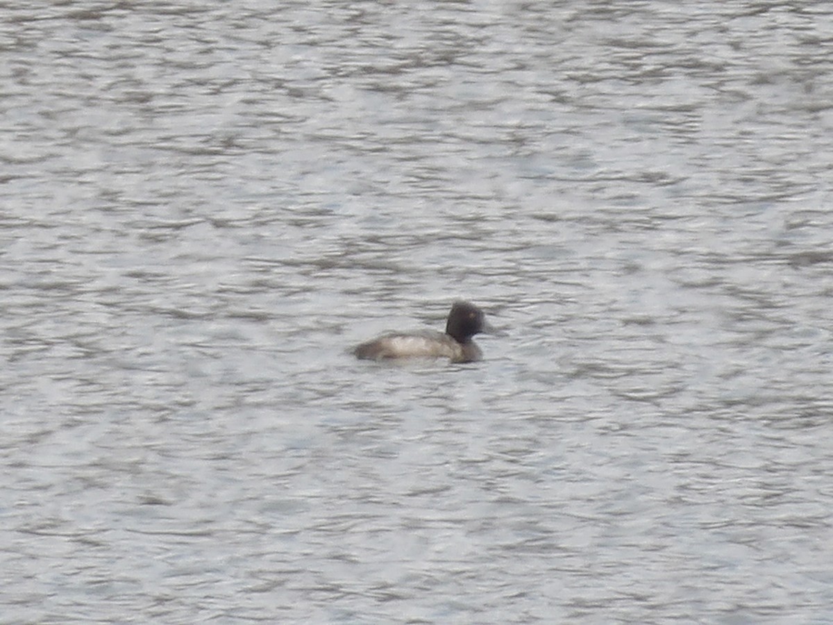 Lesser Scaup - ML645724181
