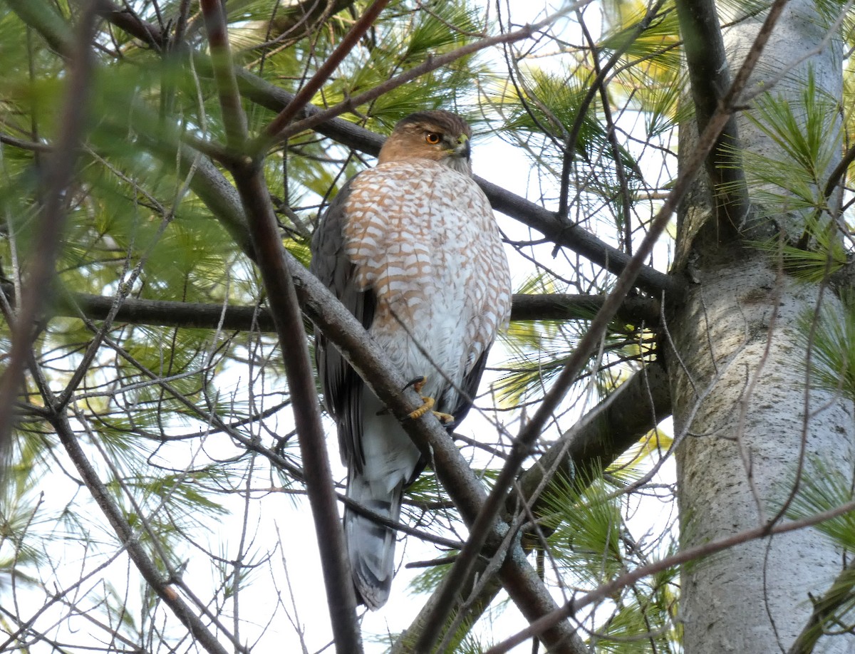 Cooper's Hawk - ML645724182