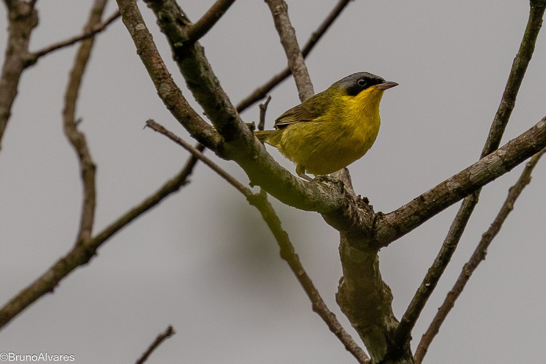 Southern Yellowthroat - ML645724186