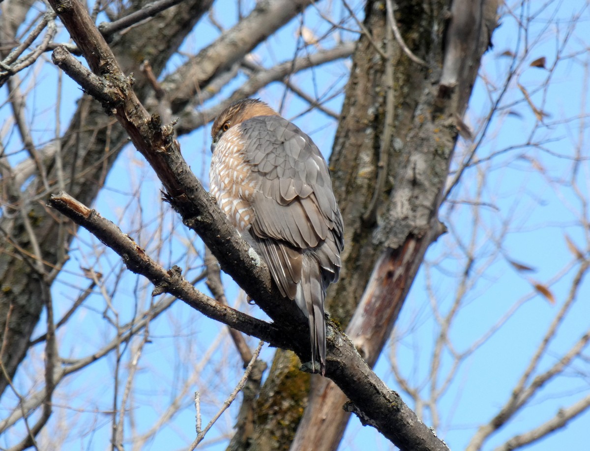 Cooper's Hawk - ML645724191