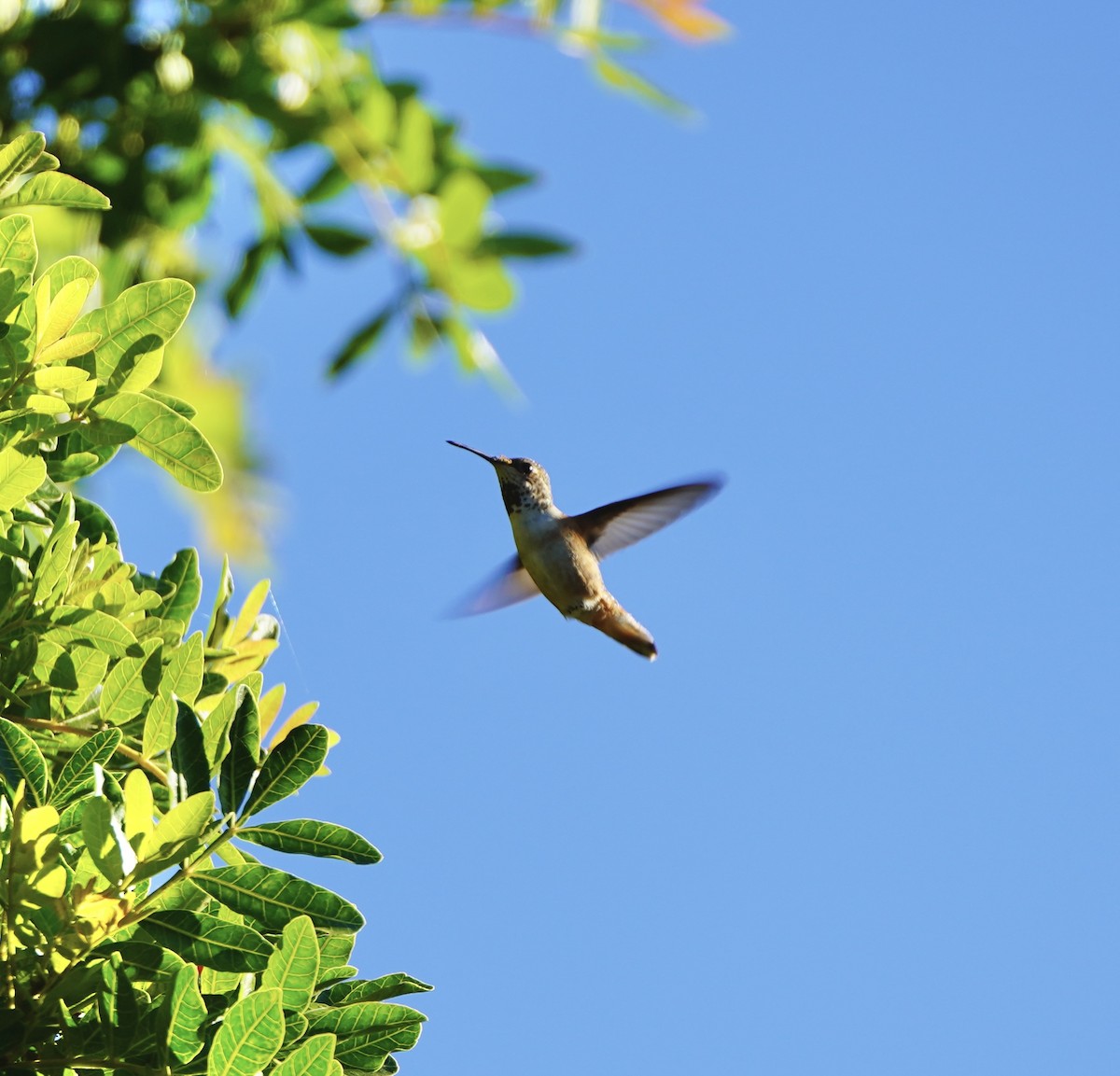 Allen's Hummingbird - ML645724192