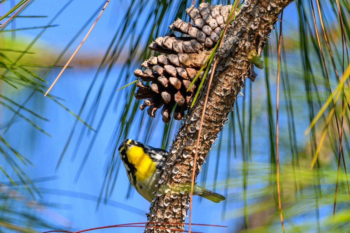 Yellow-throated Warbler - ML645724193