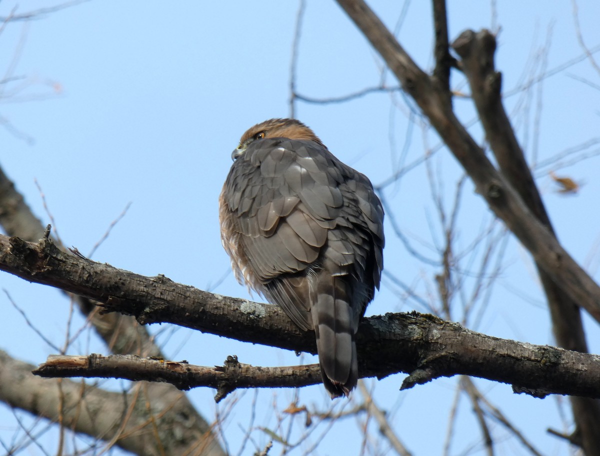 Cooper's Hawk - ML645724196