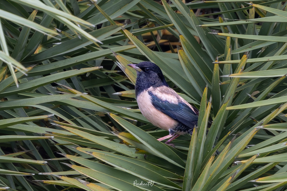 Rosy Starling - ML645724207