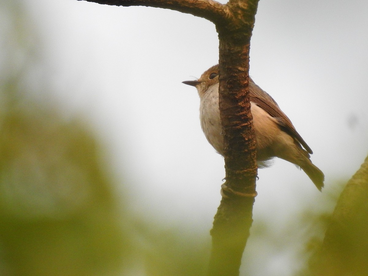 Ultramarine Flycatcher - ML645724210