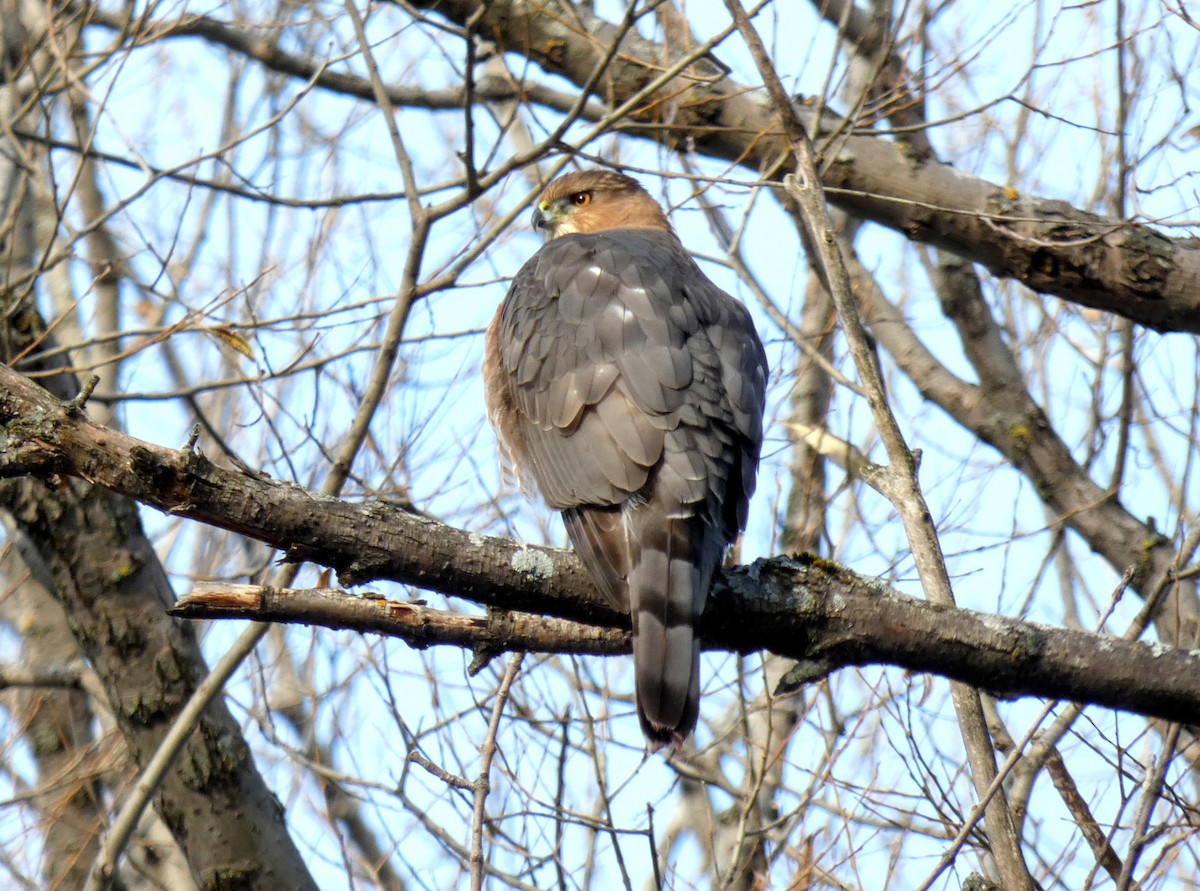 Cooper's Hawk - ML645724211