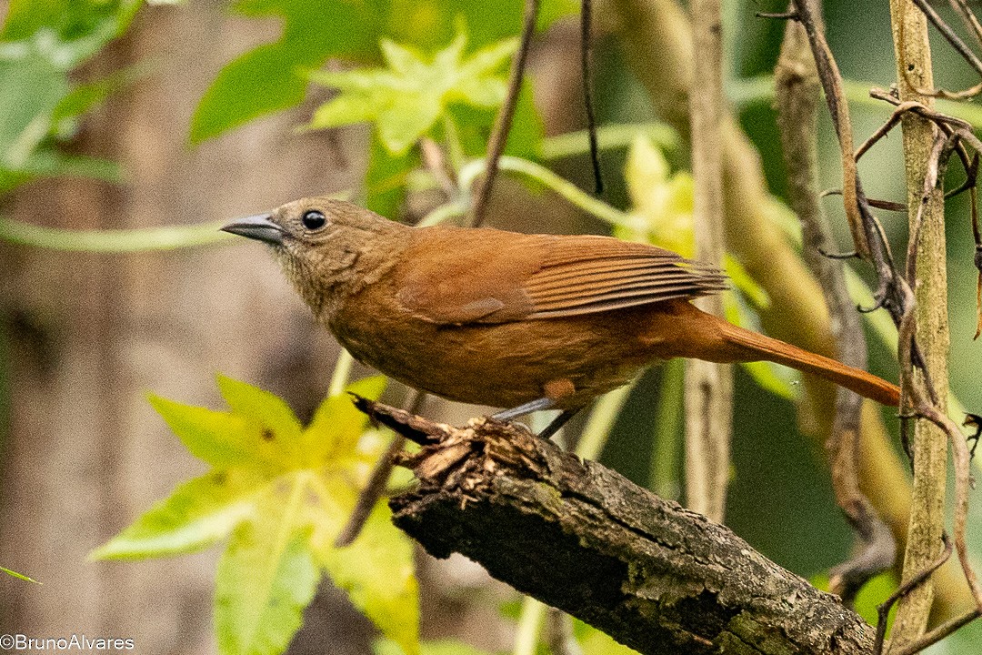 Ruby-crowned Tanager - ML645724217