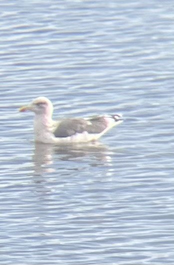 Zafferano - ML645724227