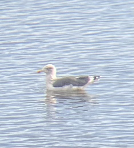 Zafferano - ML645724228