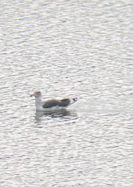 Zafferano - ML645724229