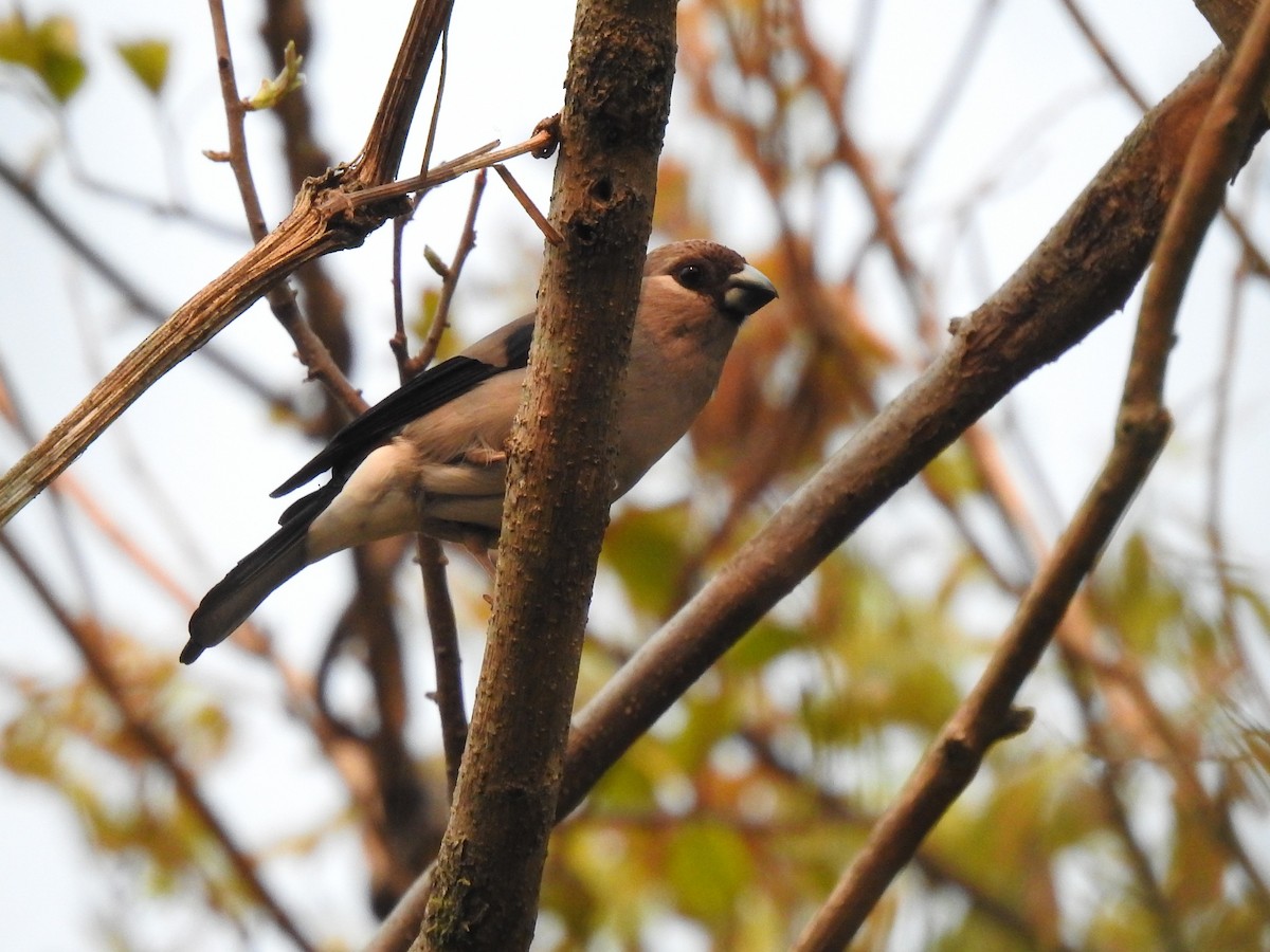 Brown Bullfinch - ML645724230
