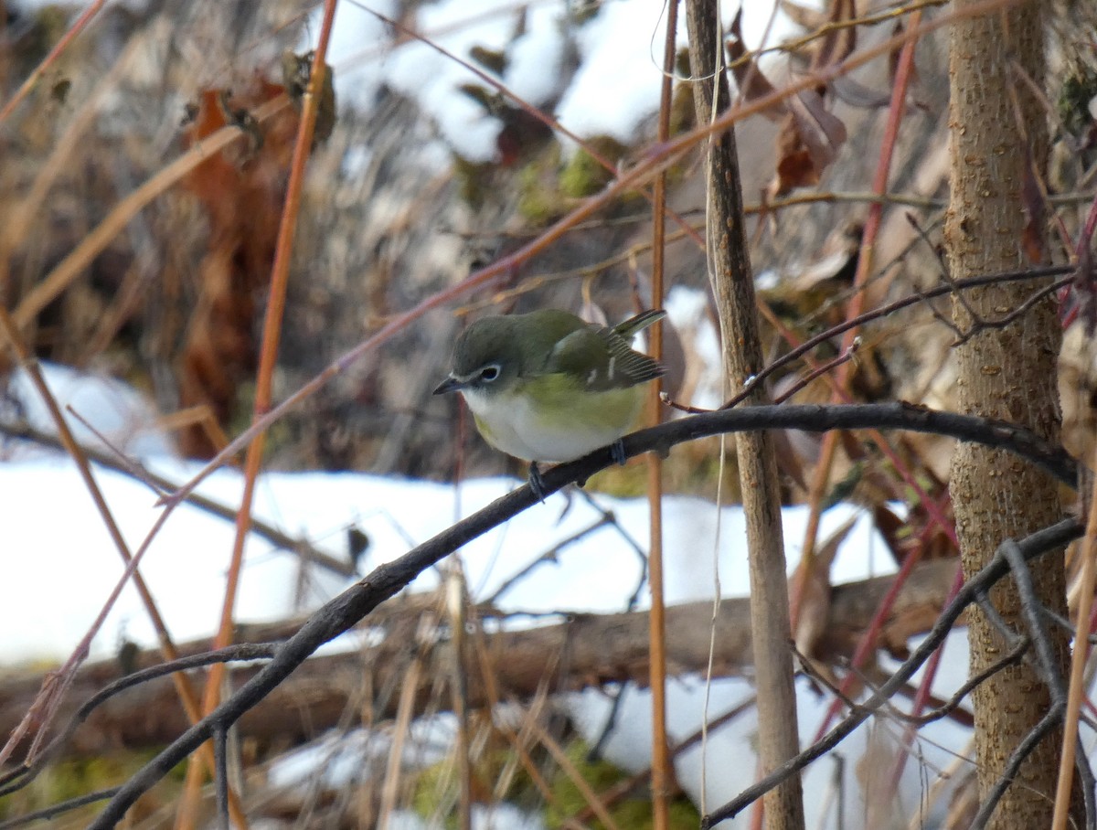 Blue-headed Vireo - ML645724231