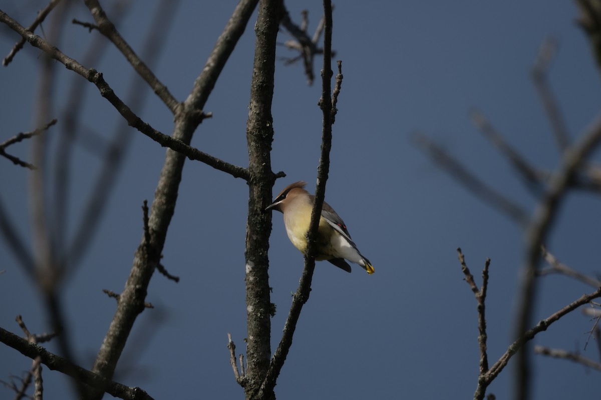 brkoslav americký - ML645724242