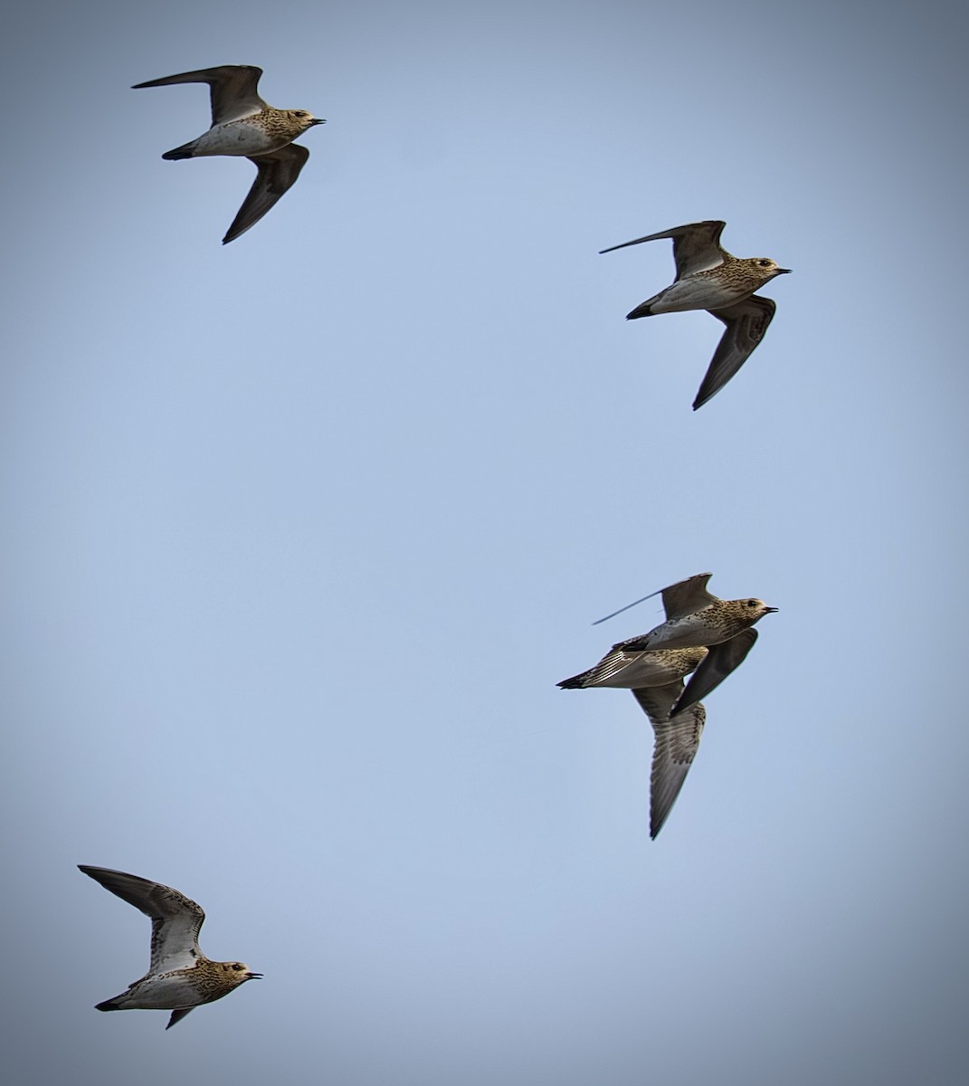 European Golden-Plover - ML645724247