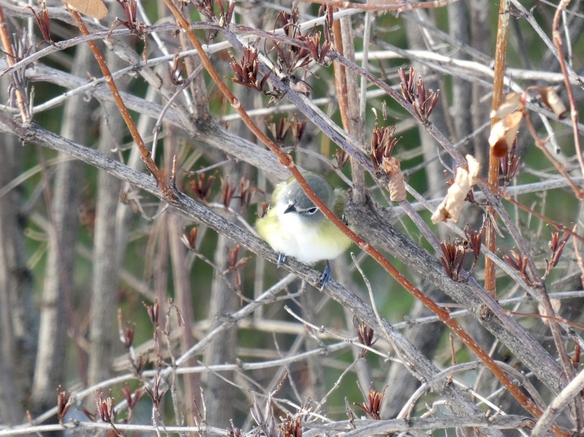 Blue-headed Vireo - ML645724268