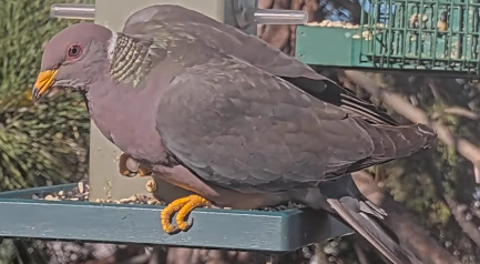 holub pruhoocasý - ML645724292