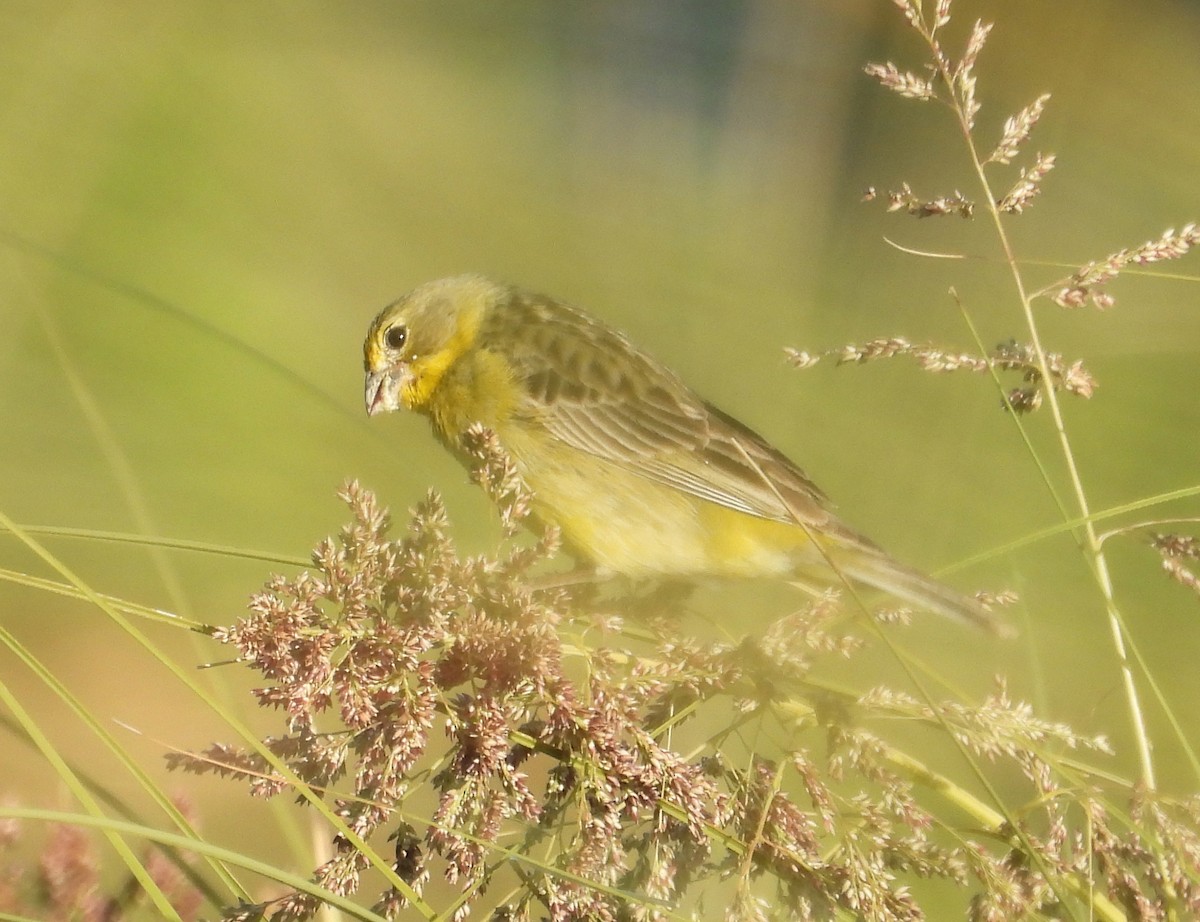 Grassland Yellow-Finch - ML645724295